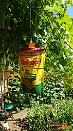 SİNEK KAPANI KARA SİNEK ARI TUZAK DIŞ MEKAN HAŞERE TUZAĞI İLAÇLI ASMA TİPİ